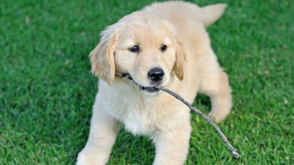 Happy Golden Retriever dog enjoying outdoors at a large grass field