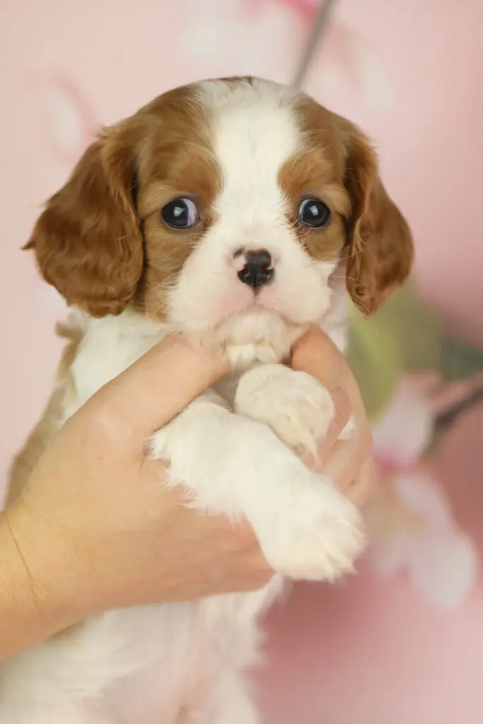 mhah cavalier king charles spaniel puppy