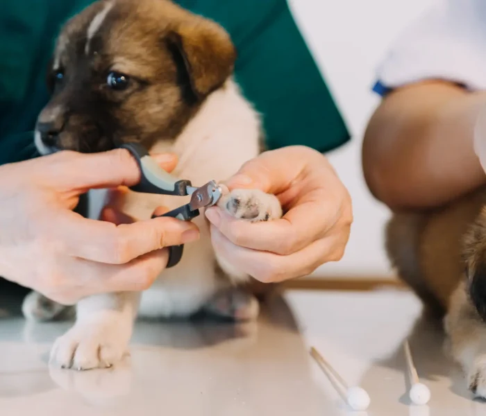 Nail clipping in puppies